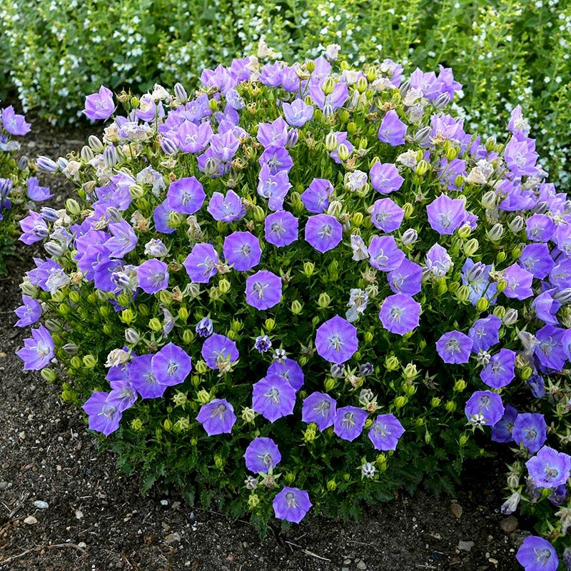 Cool Contrast Curb Appeal Pre-Planned Garden - Image 11