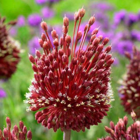 Sangria Allium Flower Bulb Collection - Image 4