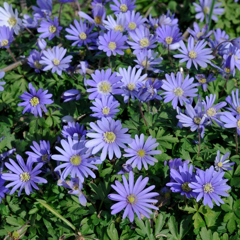Blue Shades Anemone