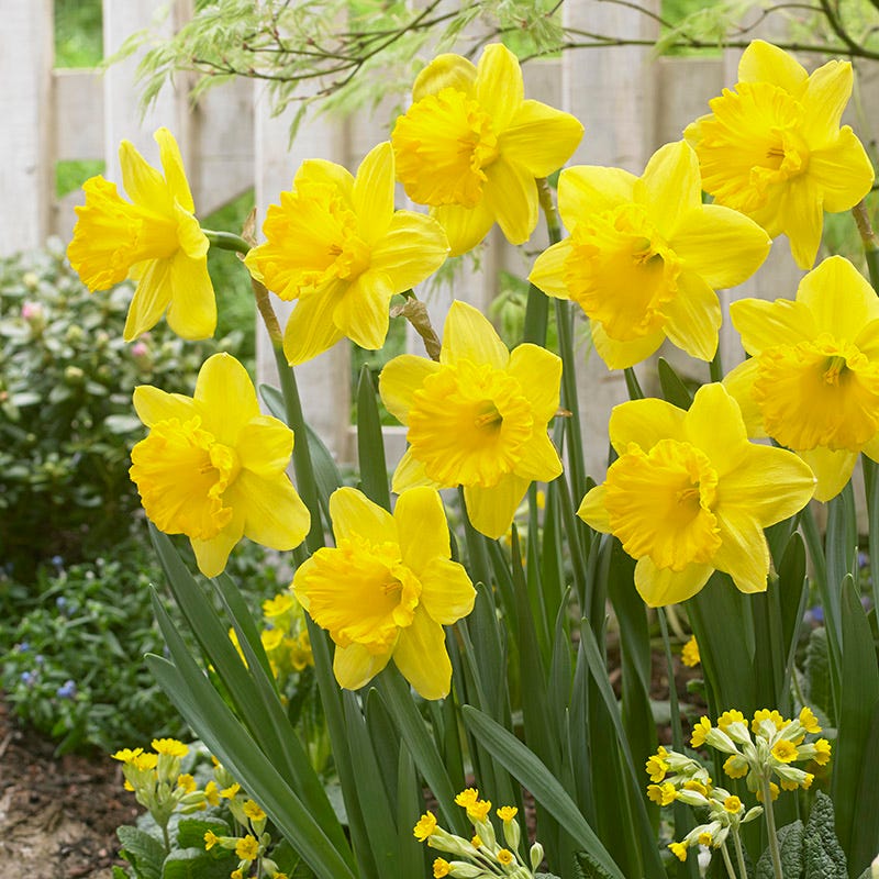 Early Arrival Bulb Collection - Image 4