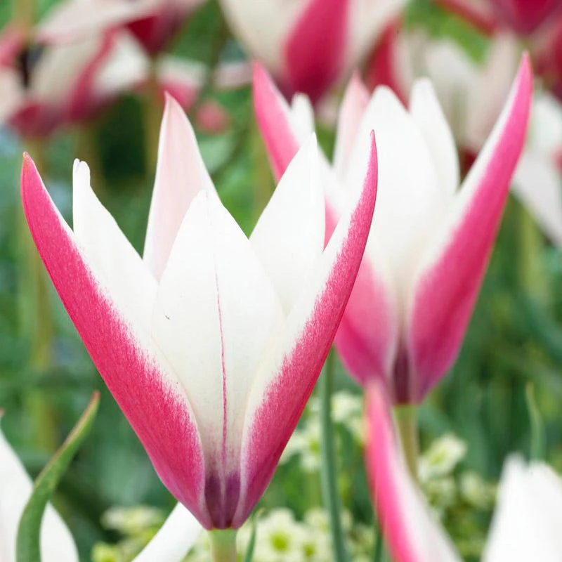 Naturalizing Wild Tulip Bulb Collection - Image 4