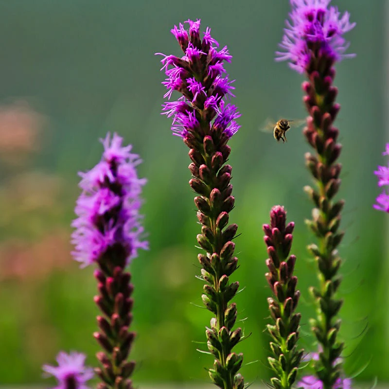 Natural Nectar Native Pre-Planned Garden - Image 9