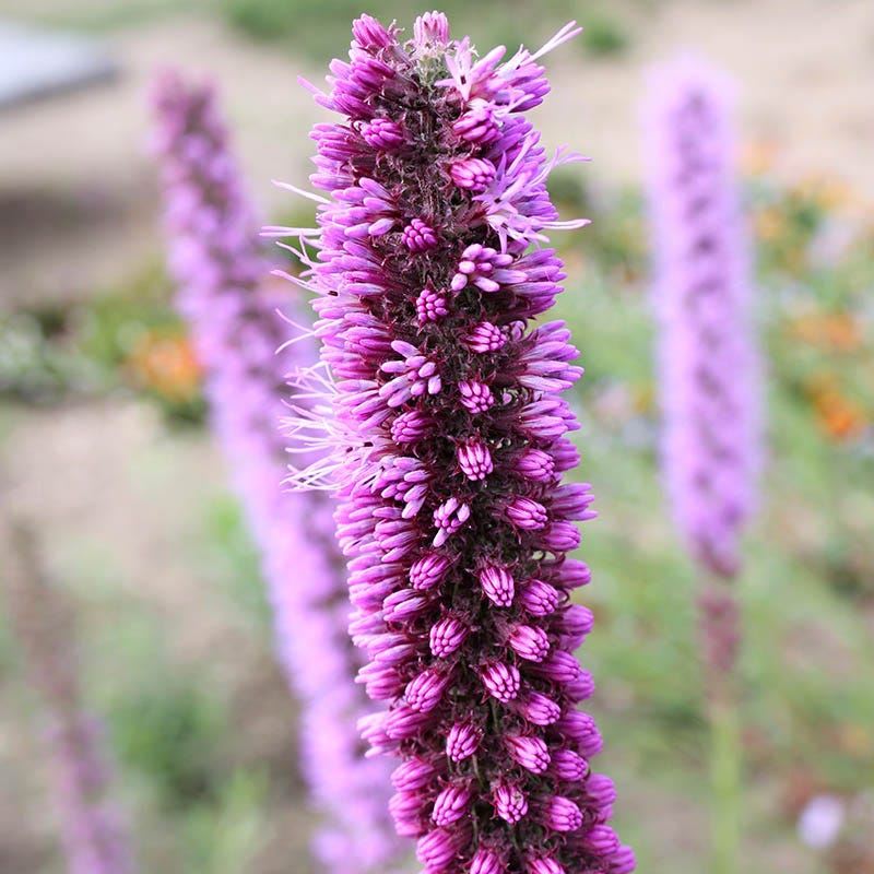 Painted Lady Butterfly Essentials Native Seed Packet Set - Image 6