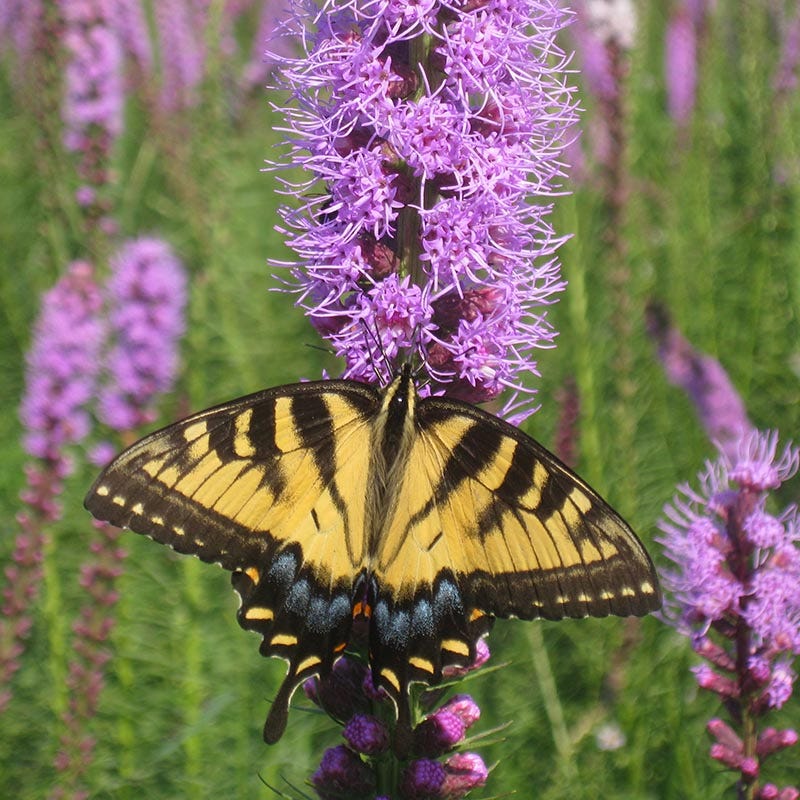 Blazing Star - Image 4