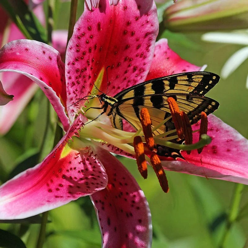 Colorful Cutting Garden Plant Collection - Image 5