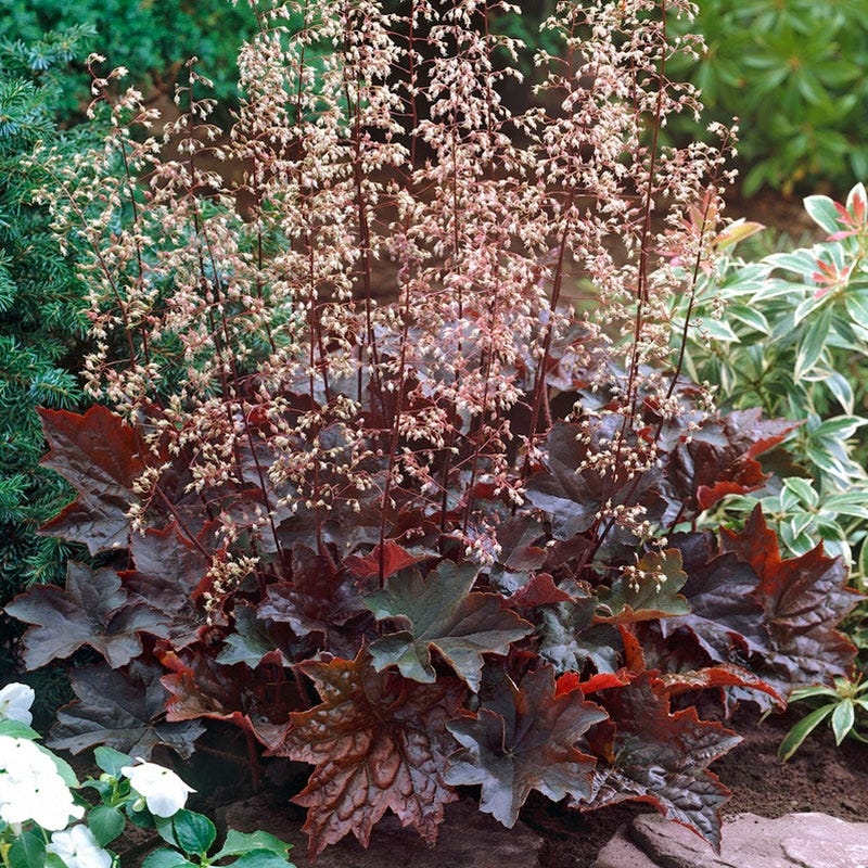 Cool Contrast Curb Appeal Pre-Planned Garden - Image 9