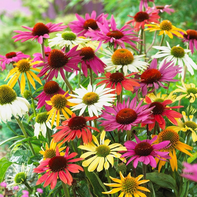 Drought Tolerant Pre-Planned Garden - Image 10