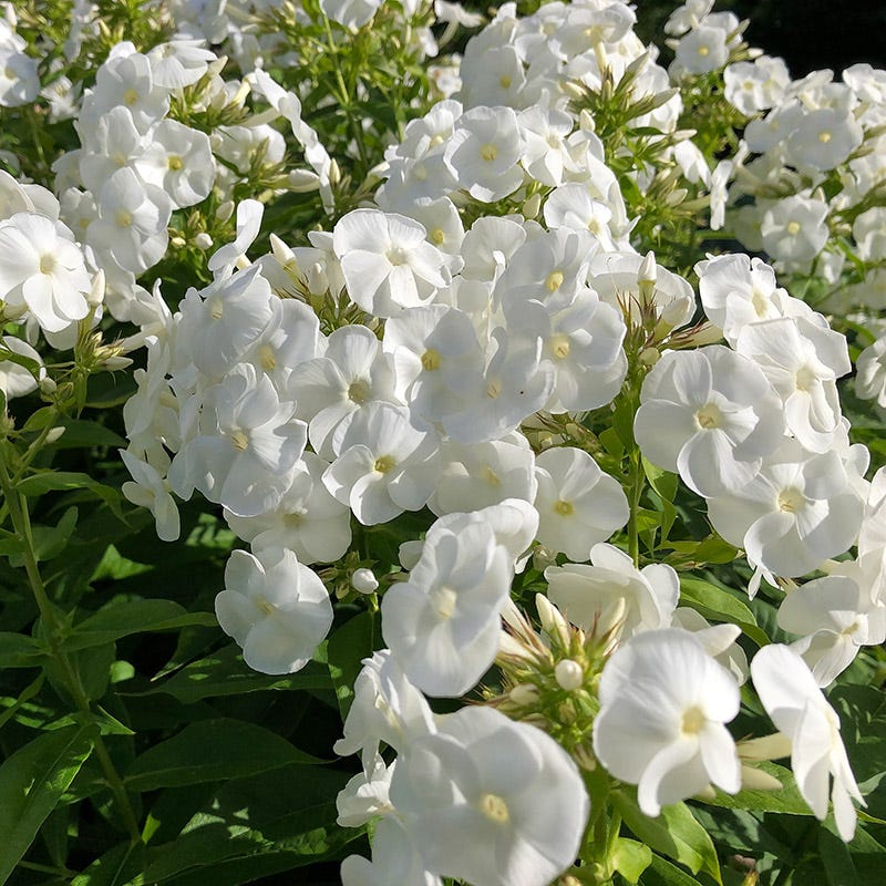 Summer Long Blooms Pre-Planned Garden - Image 10