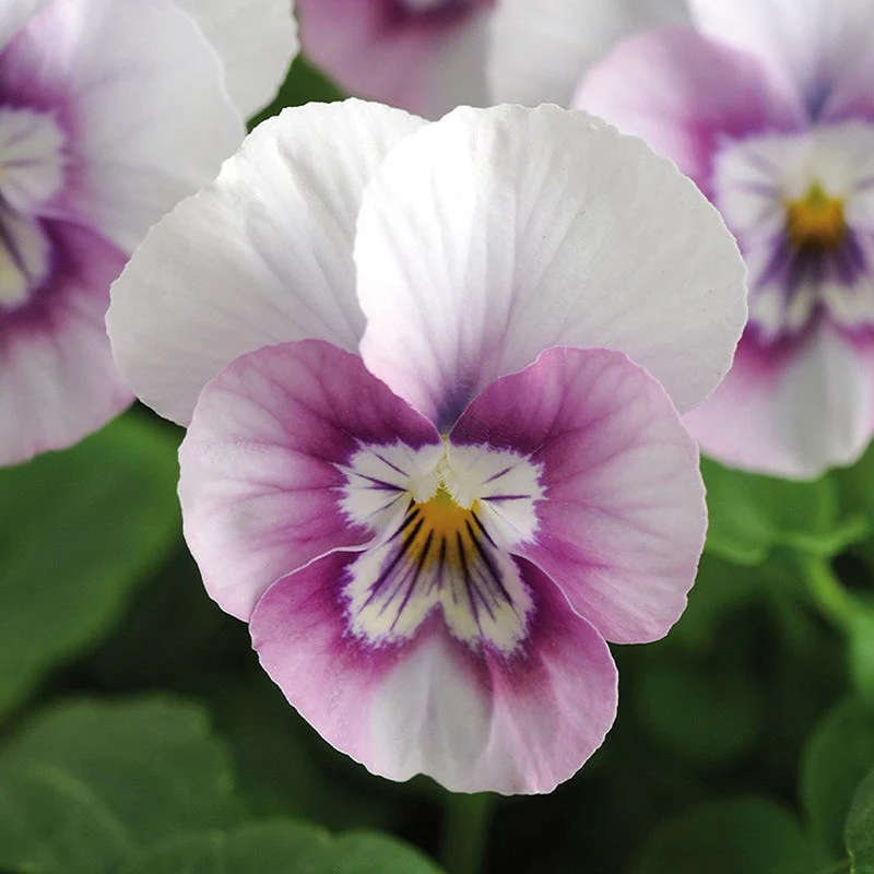 Sorbet® XP Pink Halo Viola