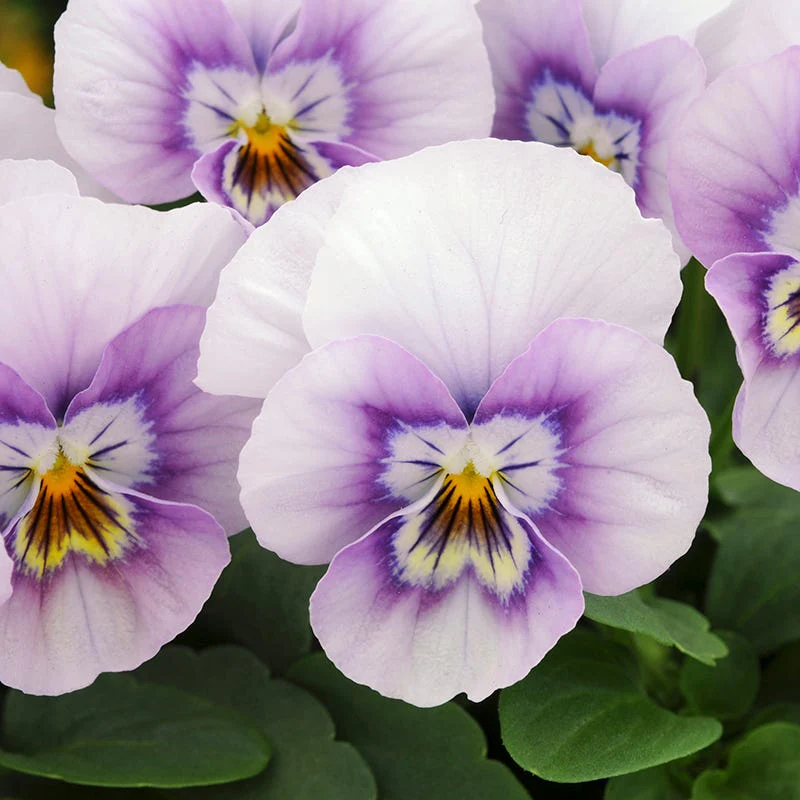 Sorbet® XP Pink Halo Viola - Image 2
