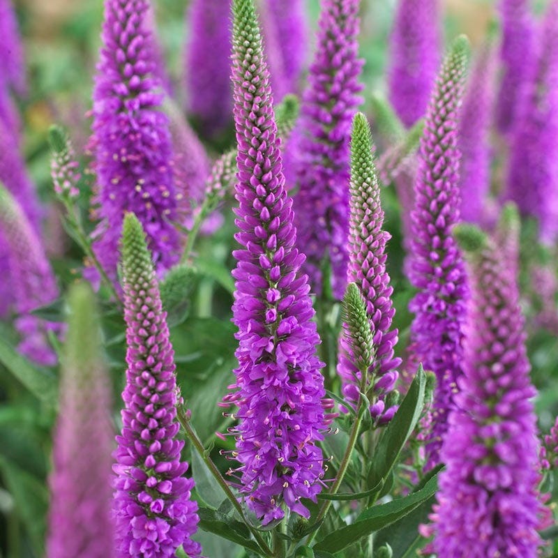 Summer Long Blooms Pre-Planned Garden - Image 9