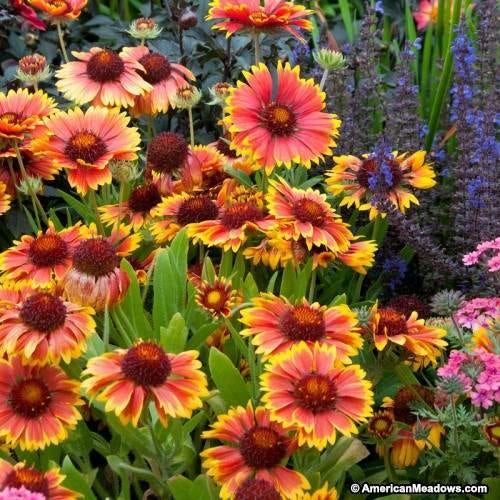 Drought Tolerant Pre-Planned Garden - Image 6