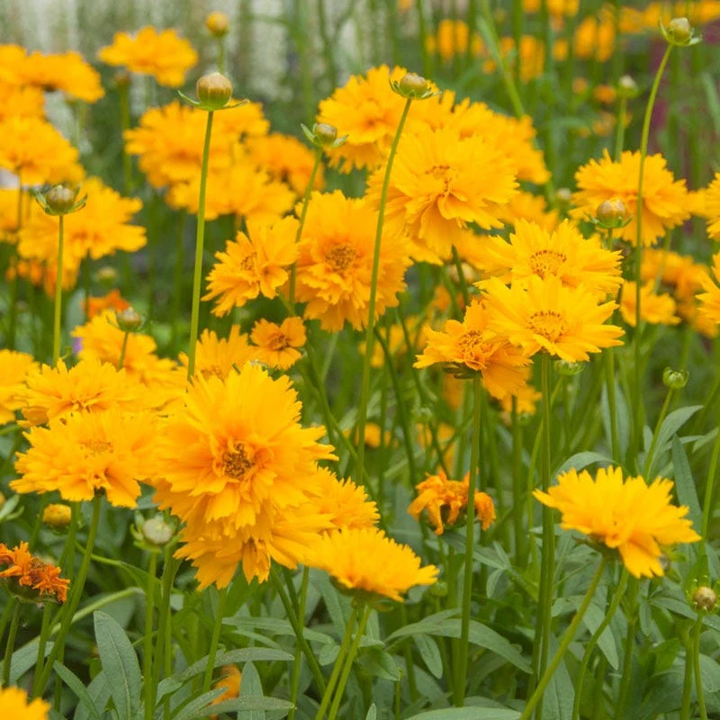 Drought Tolerant Pre-Planned Garden - Image 4