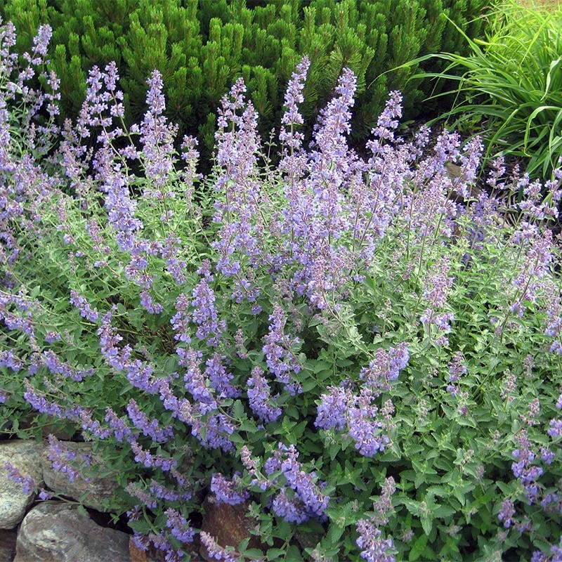 Tranquil Beauty Curb Appeal Pre-Planned Garden - Image 6